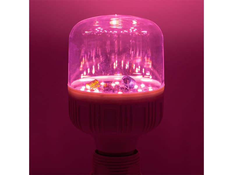 Đèn LED trồng cây có thực sự giúp cây phát triển tốt?