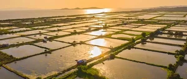 Aquaculture field