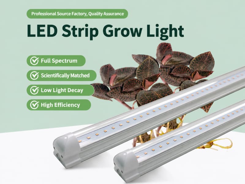 High PPFD tissue culture shelves light